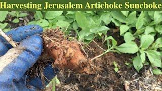 Harvesting Jerusalem Artichoke Sunchoke