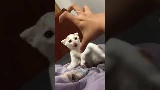 Kitten turns on attack mode #funnyvideos #catsof #catlover #funnycat #catfunnyvideos S M Billion