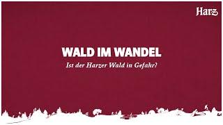 WALD IM WANDEL - Ist der Harzer Wald in Gefahr?