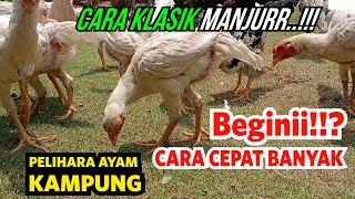 PENTING!!! BIAR ANAKAN AYAM CEPAT BANYAK Wajib Pisahkan Anakan Dari Induknya