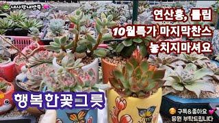 #연산홍#튤립#행복한꽃그릇 10월특가 놓치지마셔요