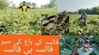 Excursion to Falsa Garden| The Most Beautiful Place | Explore Land Of Nature| فالسہ ہی فالسہ |