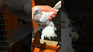 ПРАВИЛЬНО ГОВОРЯТ  #tauben #pigeon #birds