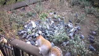 Feeding Frenzy! Mobbed by Squirrels, Pigeons and Ducks