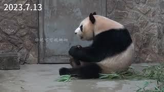 大熊猫成兰下班了 Panda Cheng Lan