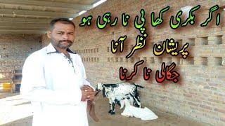 Bakri Agar Jugaali Na Karay Sust Nazar Aay | If Goat Dont Eat Fodder | Treatment Of Goats Stomach