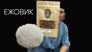 Ежовик гребенчатый | Польза, дозировка, научные данные