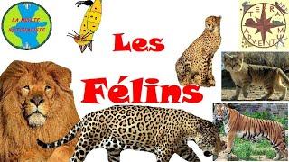 Les Félins [Minute Naturaliste #37]