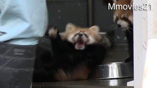 Surprised ! Baby Red Panda and upset !