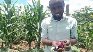 ONION FARMING! increase onions yields