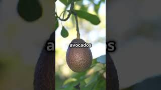 How Avocados Are Made: From Tree to Table