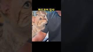 난 고양이가 있다   많이…