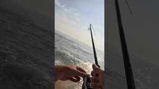 The greatest sound on earth…..  #fishing #fishingequipment #beach #fishinggear #surffishing