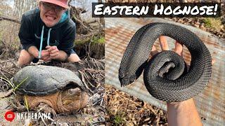 Giant Hognose Snake in My Yard! Swamp Herping, Tin Flipping, and More with PetfaxTV!