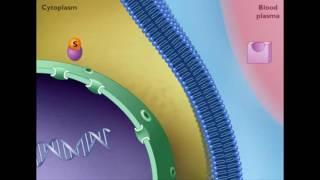 Mechanism of STEROID HORMONE action