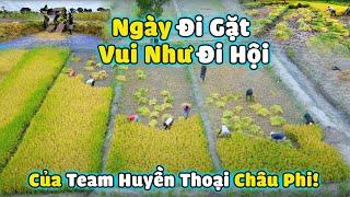 Ngày Đi Gặt Vui Như Đi Hội Của Team Huyền Thoại Châu Phi!