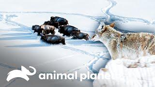 Alcateia de lobos se desloca em busca de comida | Parque Nacional Yellowstone | Animal Planet Brasil