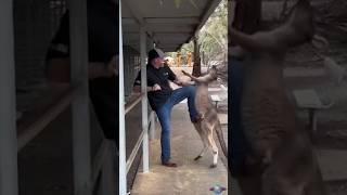 Kangaroo Attacks: Terrifying Encounters Caught on Camera