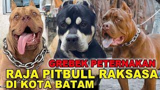 GEREBEK RAJA PITBULL RAKSASA DI BATAM !!!