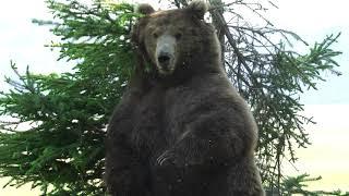 Monster Grizzly Destroying Tree, Alaska.