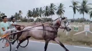 Rekla Race|Horse| Cbe| Fire On Roads  | Power|Whatsapp Status|️️