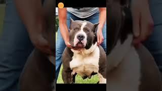 Can a Pitbull fight a lion? || Animal planet || Discovery of Pakistan || #facts #shorts