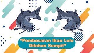 Jenis-jenis Ikan Lele | Pembesaran Ikan Lele di Lahan Sempit  | Bio Sains Pertanian