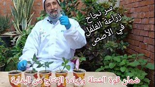 كل ما تريد معرفته عن زراعة الفلفل ( الطريقة المضمونة لزراعة الفلفل بجميع انواعه فوق السطح )