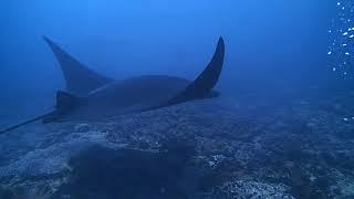 Manta Point - Nusa Penida - Bali - Indonesia - 27 04 2019 diving with mantas