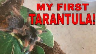 MY FIRST Pet Tarantula! Mexican Painted Red Leg - EP.1