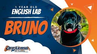 Bruno | 1Yo. English Lab | Best Dog Trainers in Vienna Va.| Off Leash K9 Training