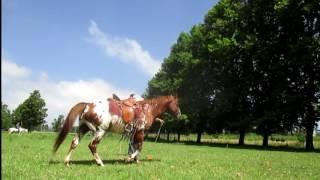 Heartfelt Horsemanship:Groundwork, how much do you do before every ride?