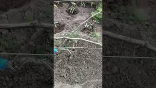 #прививка винограда#садоводничество #сад #виноградник #виноделие #виноградарство