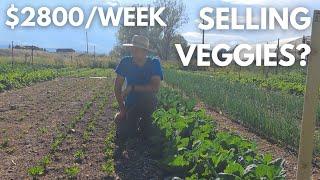 How to make $2800/week selling vegetables | 7 Crops that make $$$