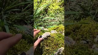 Turkey Tail #mushroom on #vancouverisland #canada #foraging #mushroompicking #turkeytail