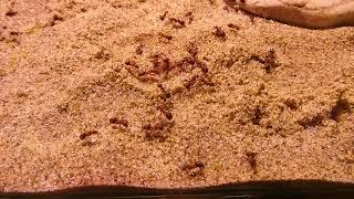 Lasius emarginatus vs Formica pratensis