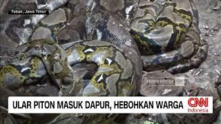 Ular Piton Masuk Dapur, Hebohkan Warga