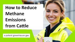 Cattle Methane Emissions Reduction Strategies