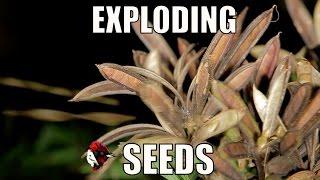 Exploding seed pods. - Biodiversity Shorts #7