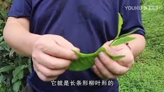 【老徐谈茶】第198期：昔归后期栽种的和原生品种品质不一样？该如何区分 超清