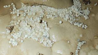 Ancient Pearls Found In A Massive 500Ft Deep Cave