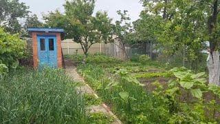 Ейск.Дон Педро поёт на бис)). Вот что любят куры. Огородные дела...