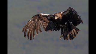 Imperial eagles in Spain