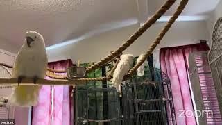 2023/05/24 Live | Jazzy had a blood feather | The Chloe Sanctuary for Parrots and Cockatoos