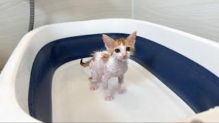 保護した生後2ヶ月の子猫を初めてお風呂に入れたらこんな姿になっちゃいました…