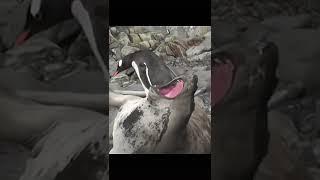 Funny video of penguin #shorts #viral #tiktok #trending #love #funny #penguin #video