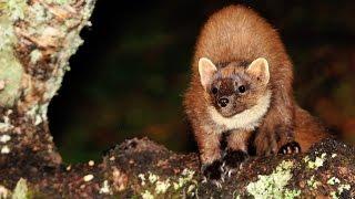 Wildlife of the Scottish Highlands