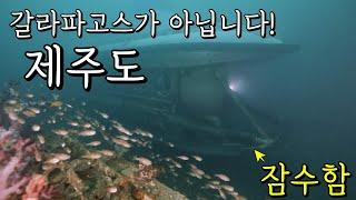 국내산 갈라파고스, 제주도의 바다 [4K]