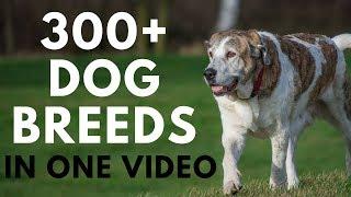 All Dog Breeds in One Video (from A to Z)