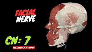 CN 7: Facial Nerve (SIMPLE Scheme + Animation)